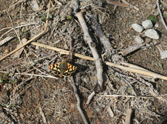 Carterocephalus argyrostigma