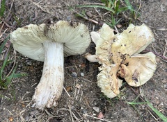 Tricholoma palustre