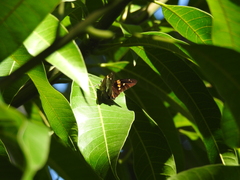 Aguna asander asander