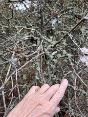 Ramalina americana