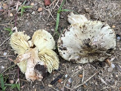 Tricholoma palustre