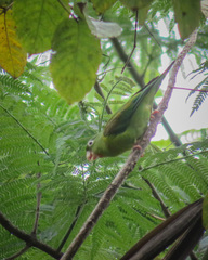 Brotogeris jugularis