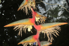Heliconia griggsiana