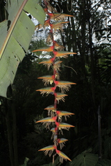 Heliconia griggsiana