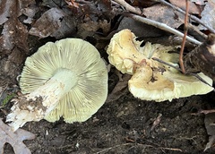 Tricholoma palustre