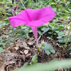 Ipomoea elongata
