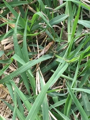 Melanoplus differentialis