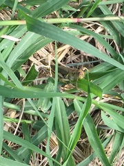 Melanoplus differentialis