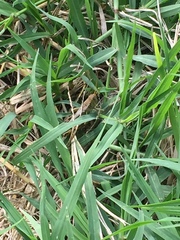 Melanoplus differentialis