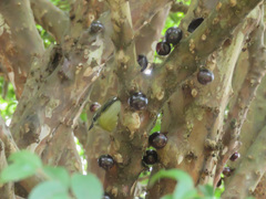 Plinia cauliflora