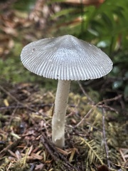 Amanita constricta