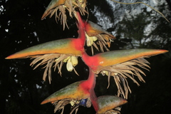 Heliconia griggsiana