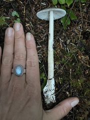 Amanita constricta