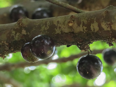 Plinia cauliflora