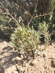 Leucadendron lanigerum lanigerum