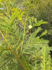 Leucaena leucocephala