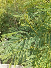 Leucaena leucocephala