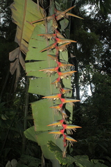 Heliconia griggsiana