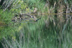 Ixobrychus minutus minutus