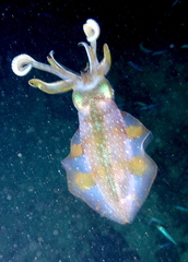 Sepioteuthis sepioidea
