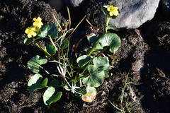 Caltha arctica