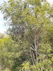 Leucaena leucocephala