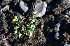Caltha arctica