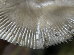 Amanita constricta
