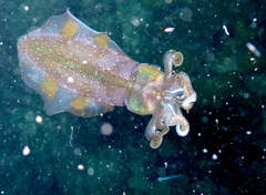 Sepioteuthis sepioidea