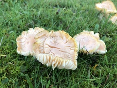 Cuphophyllus pratensis