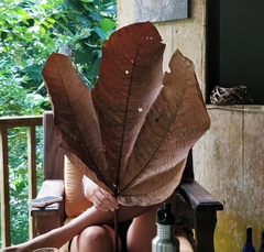Sterculia apetala