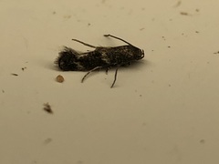 Elachista illectella