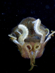 Sepioteuthis sepioidea