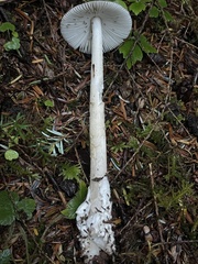 Amanita constricta