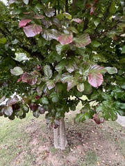 Parrotia