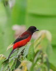 Ramphocelus dimidiatus