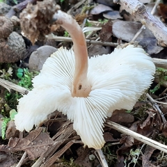 Lepiota