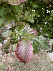 Parrotia