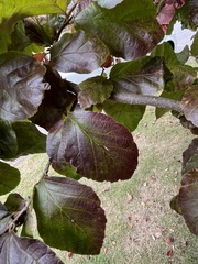 Parrotia