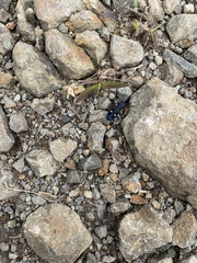 Pseudoxycheila tarsalis