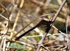 Phanogomphus lividus