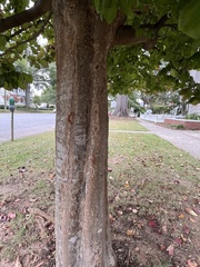 Parrotia
