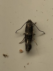 Elachista illectella