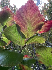 Parrotia