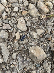 Pseudoxycheila tarsalis