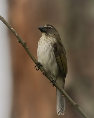 Saltator striatipectus