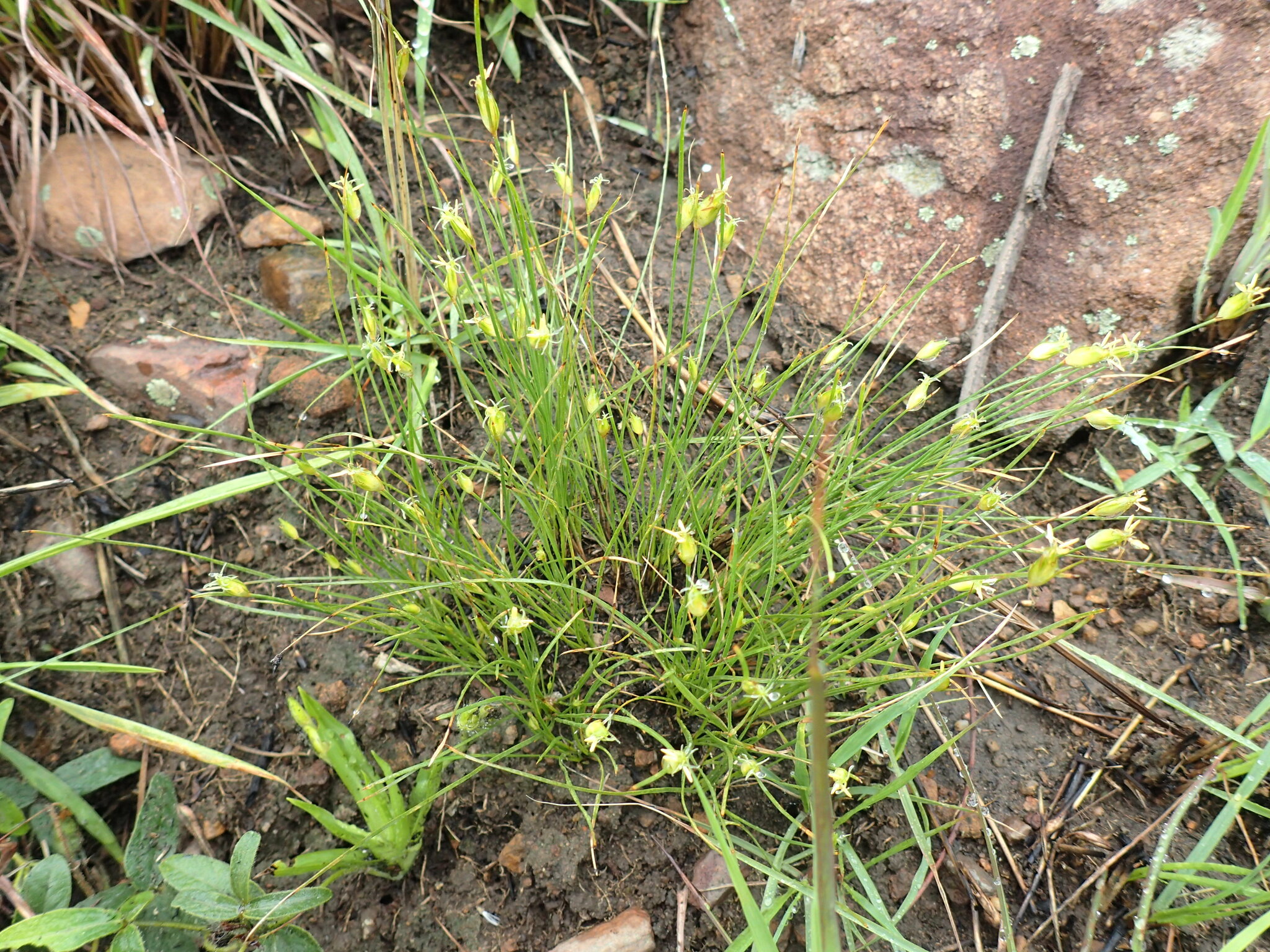(c) Mahomed Desai, certains droits réservés (CC BY) https://www.inaturalist.org/observations/140071507