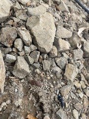 Pseudoxycheila tarsalis