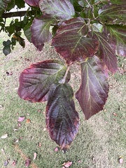Parrotia