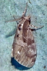 Dasychira vagans